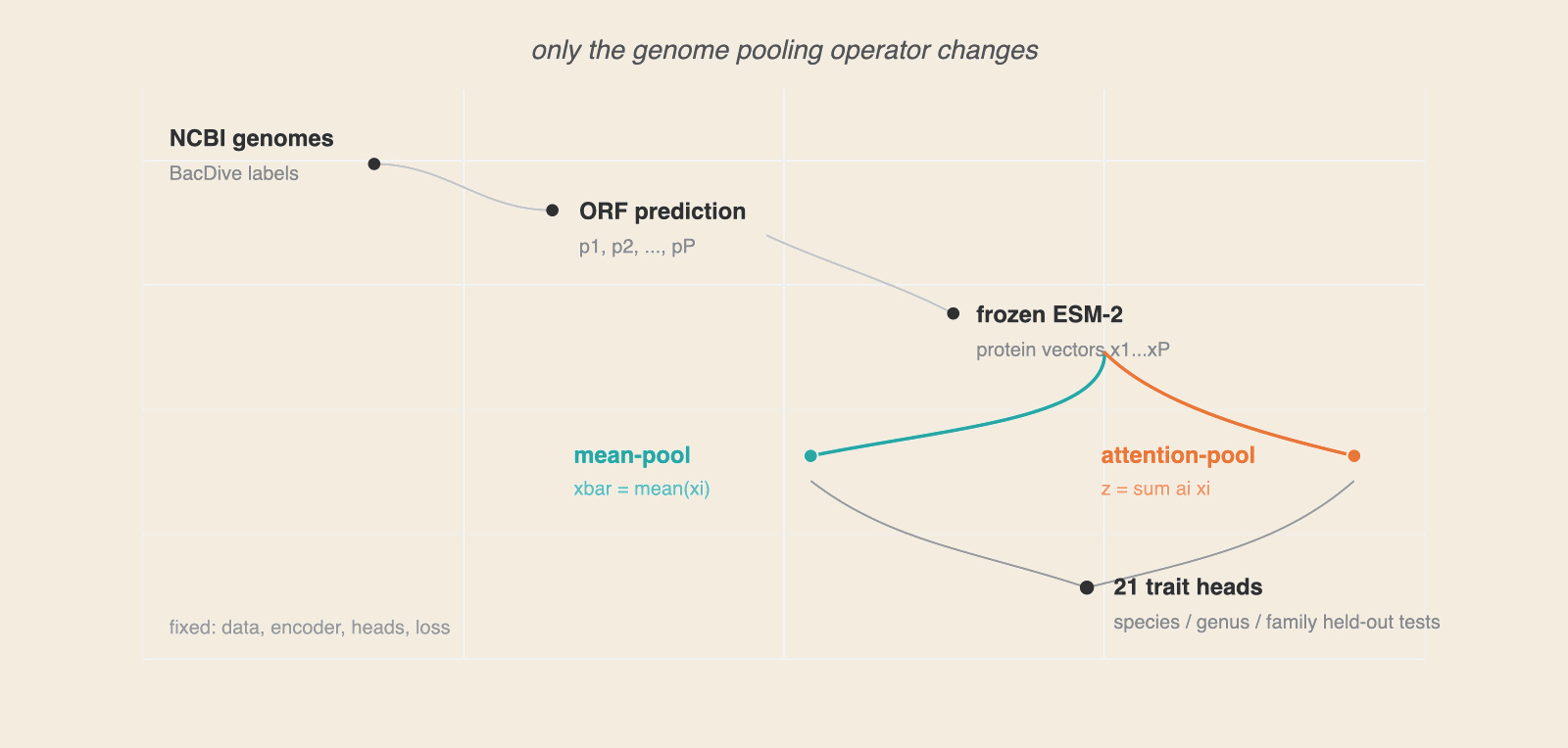 Study schematic: NCBI genomes with BacDive labels flow through ORF prediction and a frozen ESM-2 encoder into either mean-pool or attention-pool, then into 21 trait heads evaluated under species, genus, and family held-out tests.