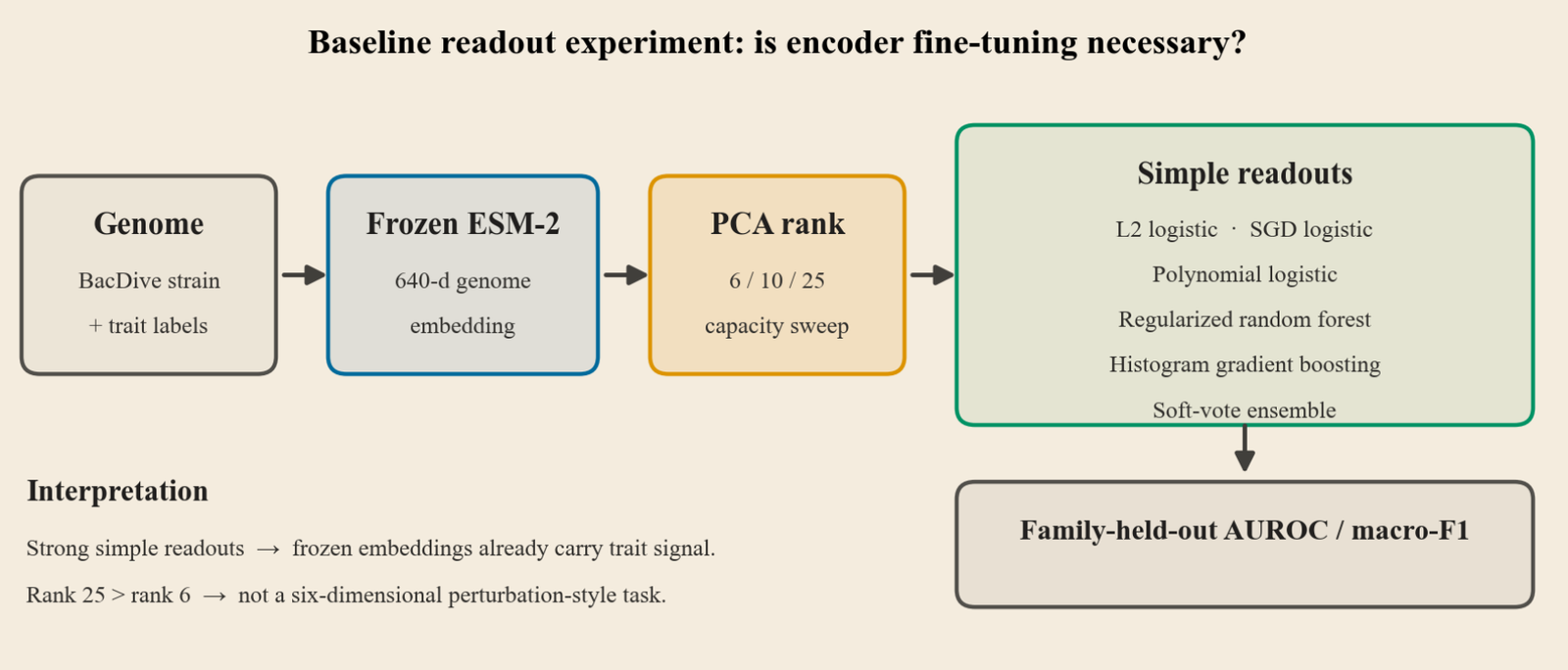 Flow diagram: a BacDive genome with trait labels feeds a frozen ESM-2 encoder producing a 640-dimensional embedding, passes through a PCA-rank capacity sweep (6, 10, 25), into a set of simple readouts (L2 logistic, SGD logistic, polynomial logistic, regularized random forest, histogram gradient boosting, and a soft-vote ensemble) evaluated by family-held-out AUROC and macro-F1.