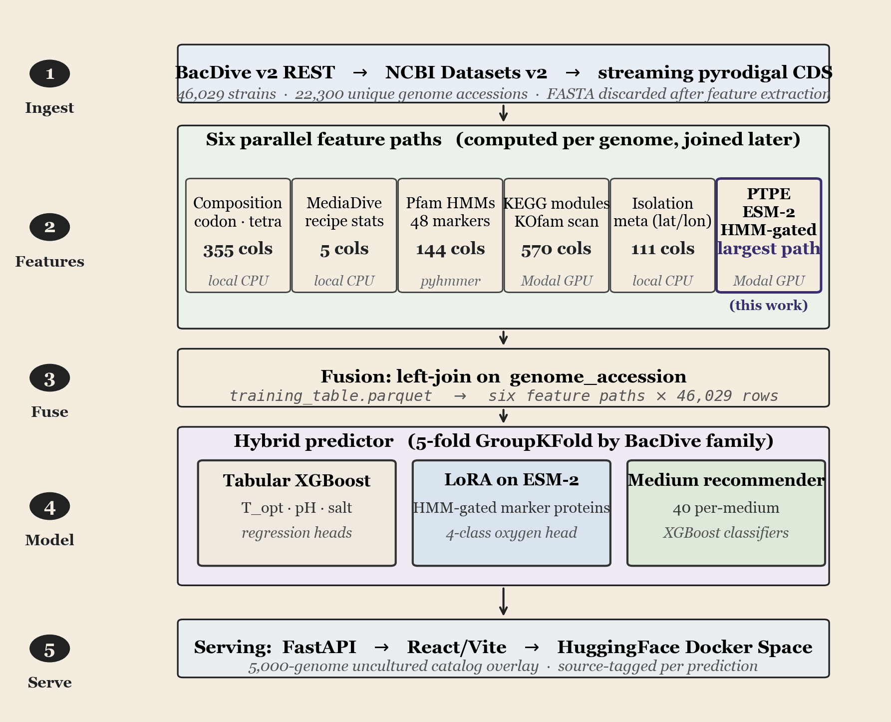 Five-layer pipeline schematic: (1) Ingest BacDive v2 and NCBI Datasets into streaming pyrodigal CDS; (2) six parallel feature paths including the PTPE HMM-gated ESM-2 path; (3) fuse by left-join on genome accession; (4) a hybrid predictor with tabular XGBoost, LoRA on ESM-2, and a medium recommender; (5) serve via FastAPI and a HuggingFace Space.