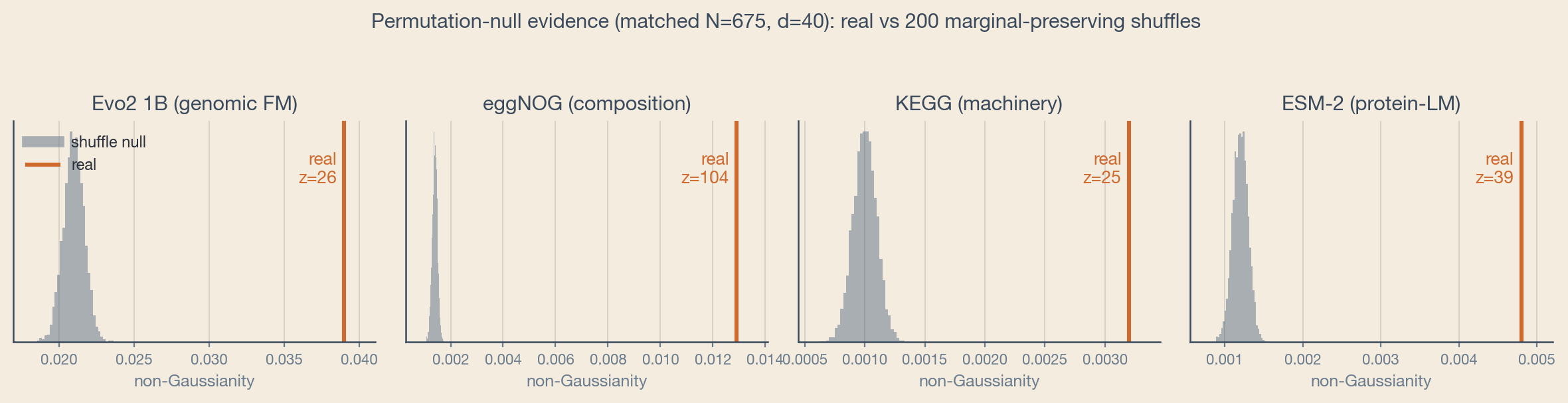 Four panels, one per representation (Evo2, eggNOG, KEGG, ESM-2). Each shows a grey shuffle-null distribution and an orange line for the real statistic sitting far in the right tail, annotated with z-scores from 25 to 104.
