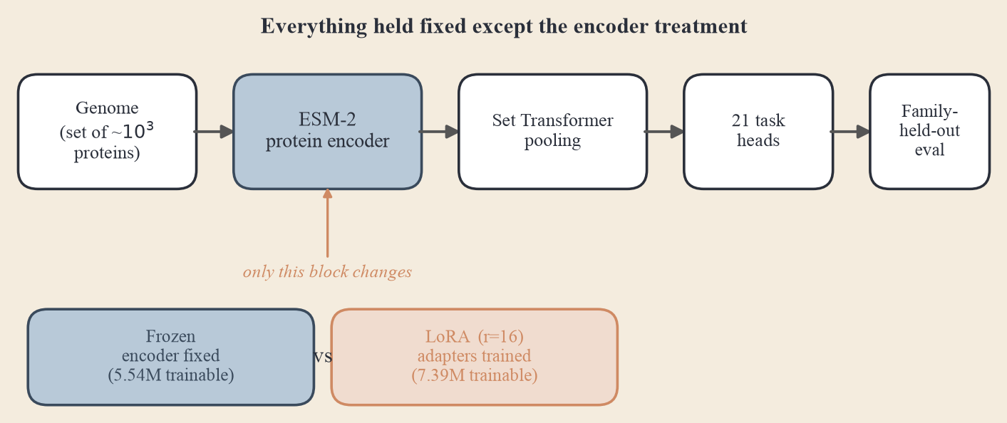 Study schematic: a genome (set of proteins) flows through the ESM-2 encoder, a Set Transformer pool, and 21 task heads, evaluated on a family-held-out split. The only variable that changes is whether the encoder is frozen or LoRA-adapted.