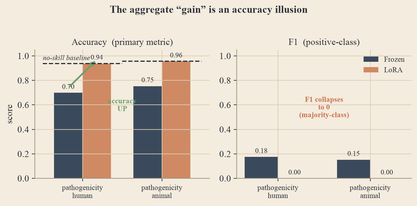 Two bar charts. Left: accuracy rises sharply from frozen to LoRA on both pathogenicity heads, reaching a dashed no-skill baseline line. Right: F1 collapses from nonzero (frozen) to exactly zero (LoRA).