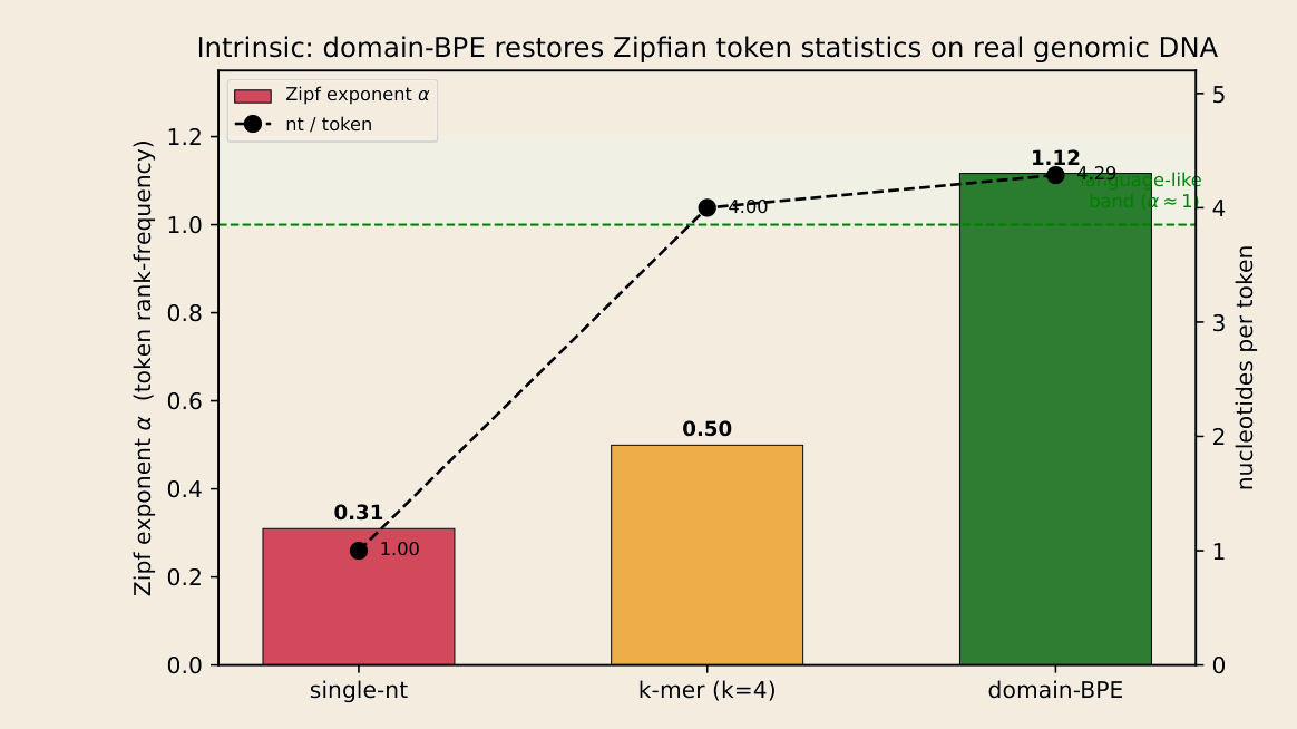 Zipf exponent on real microbial DNA: single-nt at 0.31, k-mer at 0.50, domain BPE at 1.12 in the language-like band.