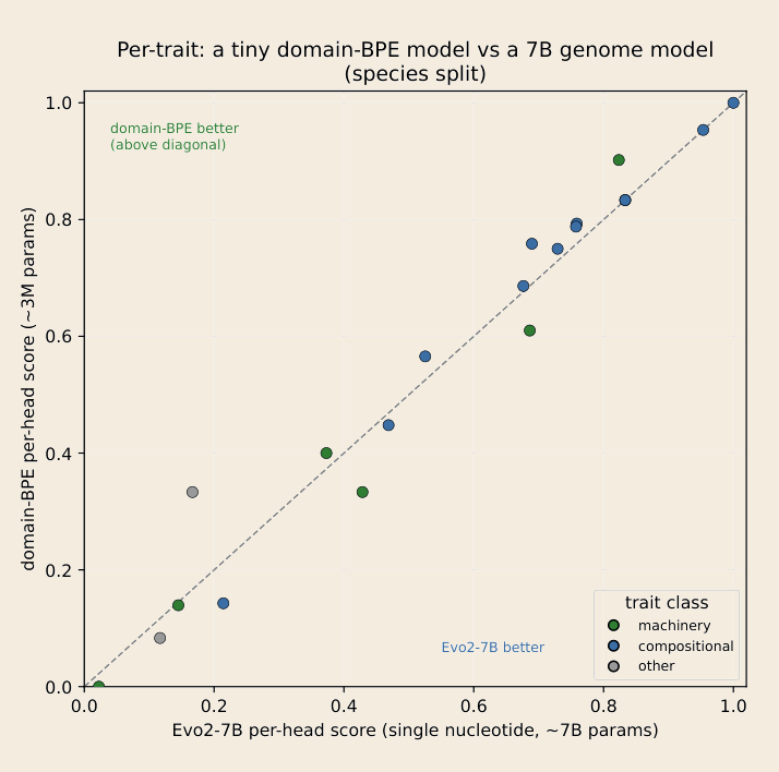 Scatter of per-trait scores: a ~3M-parameter domain-BPE model versus the 7B single-nucleotide Evo2 model on the species split. Most points sit on or above the diagonal.
